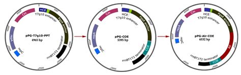 Immunogenicity of Recombinant-Deficient Lactobacillus casei with ...