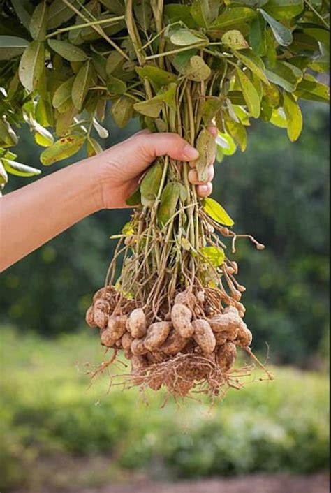 Organic Virginia Peanut Seeds, Arachis Hypogaea AR0210 - Etsy