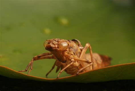 Insect 的图像结果