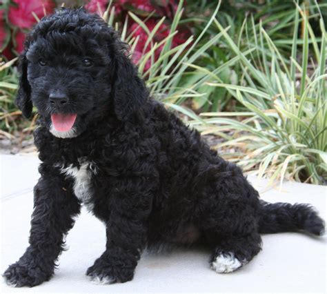 Black And White Goldendoodle