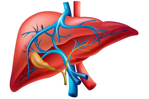 What Is Hepatology