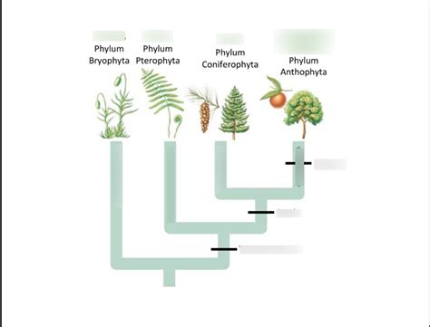 Flowering Plants Phylogenetic Tree at Crystal Twyman blog
