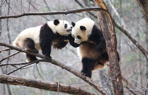 Photos : Des pandas géants dans le sud-ouest de la Chine — Chine ...