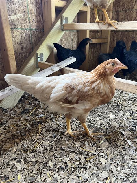 Starlight green egger : r/chickens