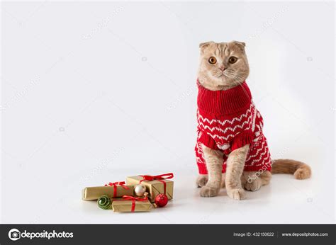 Cat Wearing Christmas Sweater