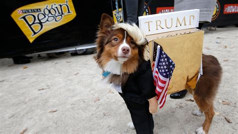 Winning Dog Costumes
