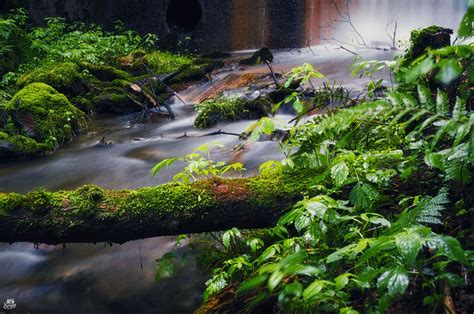 Download wallpaper 6144x4081 tree, plants, stream, nature, landscape hd ...