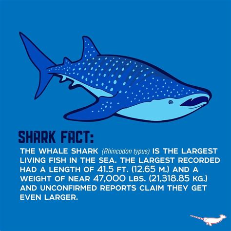 Shark week fun facts – Artofit
