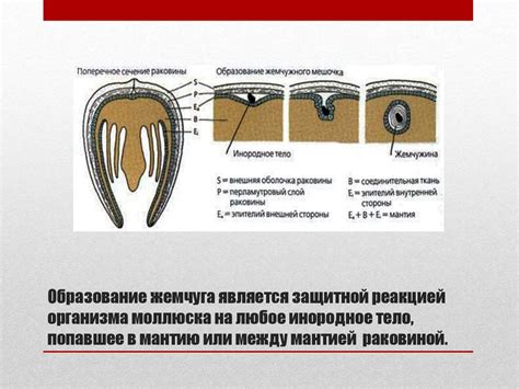 Тип Моллюски - презентация онлайн