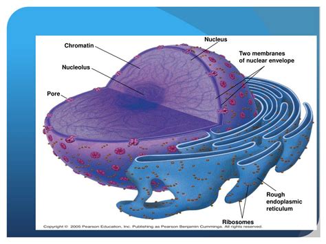 Image result for Cell Introduction