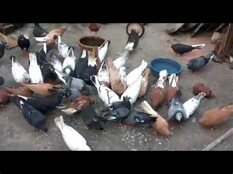 Image result for Bird Addiction Animation