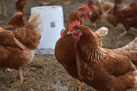 The New Hampshire Chicken: Everything You Should Know