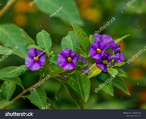 Lycianthes Rantonnetii Blue Potato Bush Paraguay Stock Photo 2189508149 ...