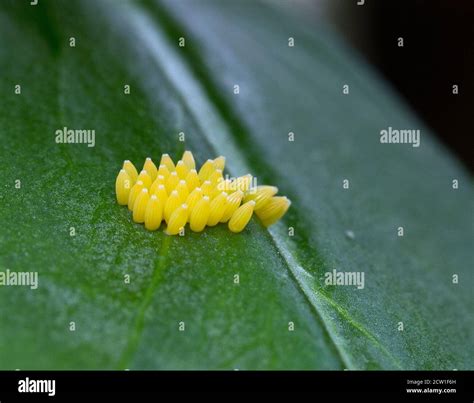 Ladybug eggs hi-res stock photography and images - Alamy