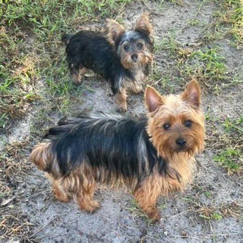 Silky Terrier Yorkie Mix Puppy