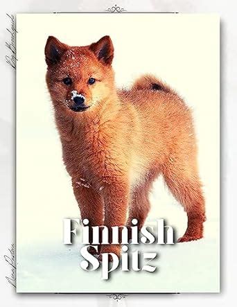 Finnish Spitz: Dog breed overview and guide eBook : Pustova, Nina ...