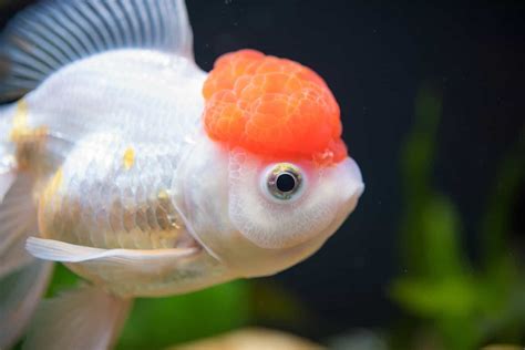 RSS Feed - Redcap Oranda Fancy Goldfish Profile And Care Guide ...