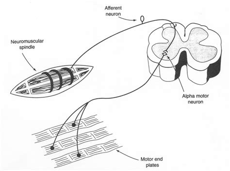 Muscle Spindle Stretch Reflex 的图像结果