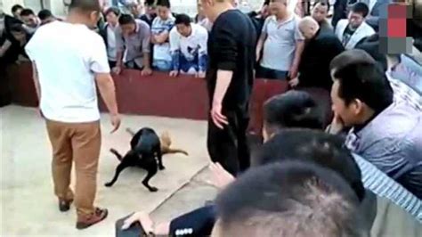 斗狗比赛特犬咬死日本第一勇士斗犬视频 比特犬打架