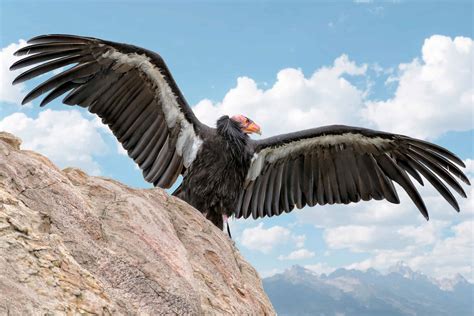 California Condor Pictures - AZ Animals