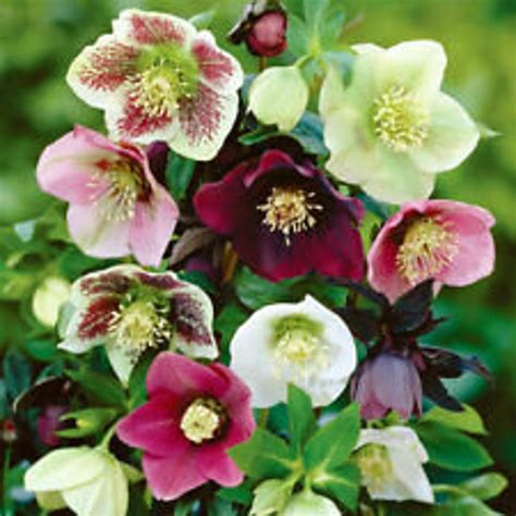15 Helleborus Christmas Rose Flower Seeds Mix / Winter - Etsy
