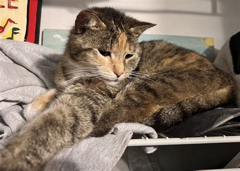 Cats - Spay and Save, Inc.