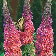 Image result for Butterfly Bushes at Lowe's