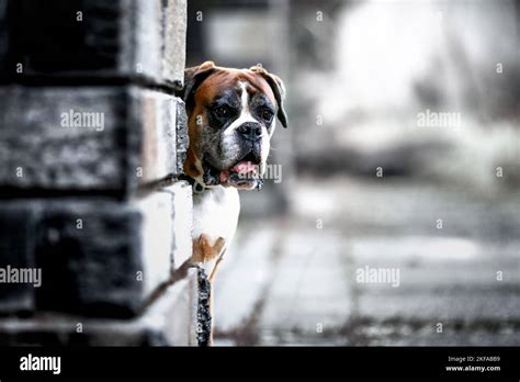 Boxer Portrait 的图像结果