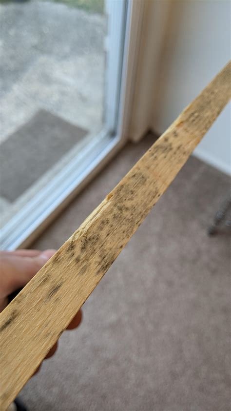 How to get rid of mold on wood? : r/BeginnerWoodWorking