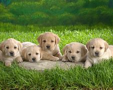 Image result for Puppy Offline Wallpaper