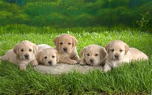 Image result for Show Me the Cutest Puppies in the World