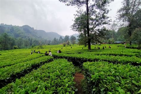 wisata kebun teh lawang
