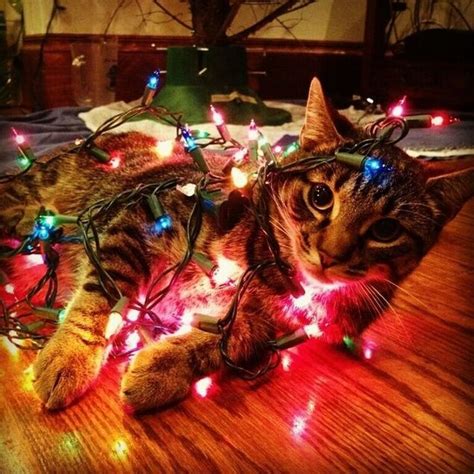 11 cats that totally ruined Christmas! - National Geographic Kids