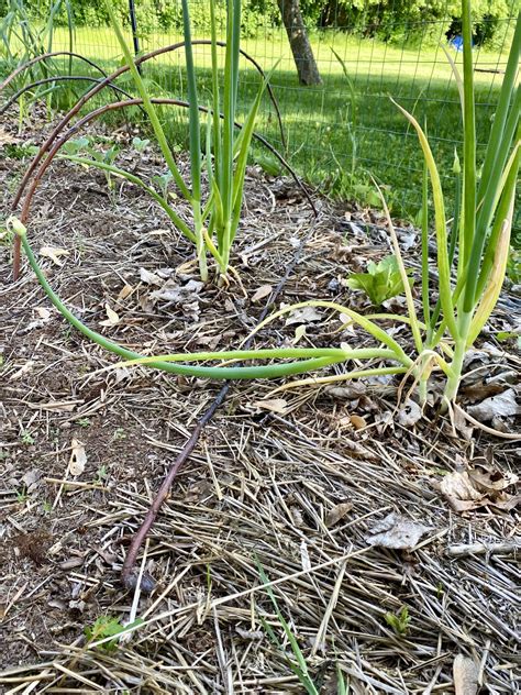 How To Grow Egyptian Walking Onions - Heirloom Grown