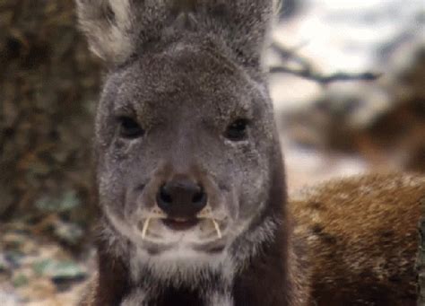 ungainlyungainly是什么意思2022已更新今日资讯