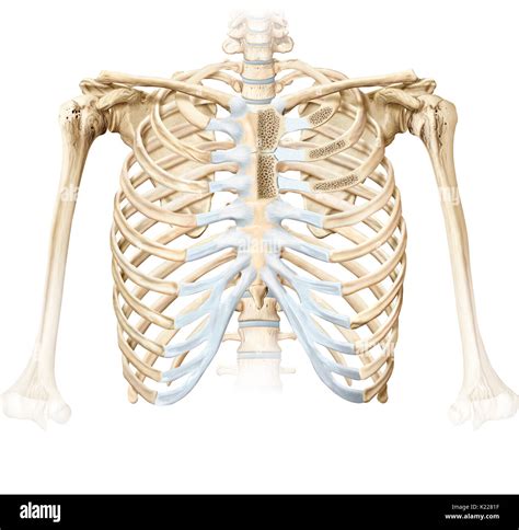 Sternocostal hi-res stock photography and images - Alamy