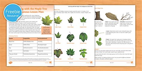 Learning With the Maple Tree Indigenous Lesson Plan