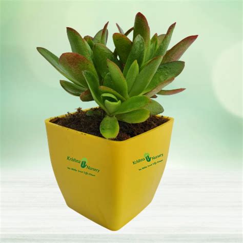 Sansevieria Cylindrica (Snake Plant)