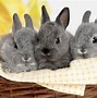 Image result for Cute Animals Bunny Low Quality