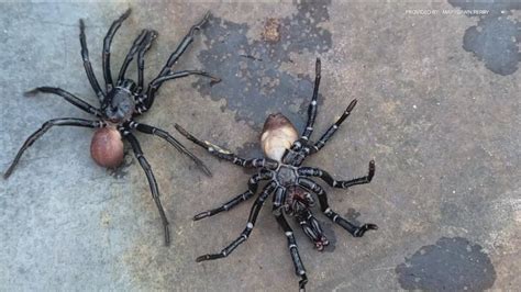 What are these ‘trapdoor spiders’ spotted around San Diego? | cbs8.com