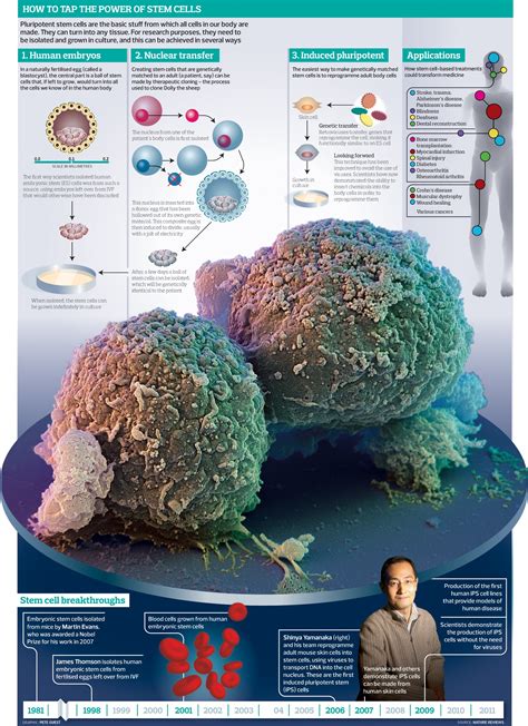 Stem Cells Science 的图像结果