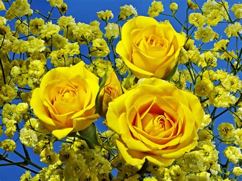 Yellow Flower Wallpaper Beautiful Desktop Wallpapers 2014