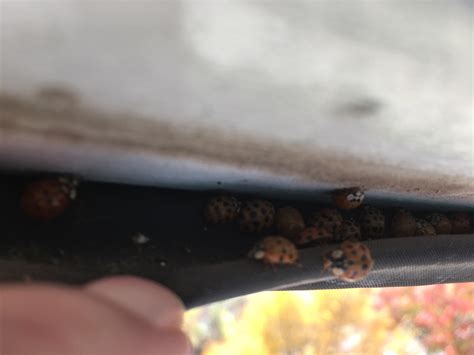 Our apartment living room has a ladybug infestation. They apparently hibernate in clusters when ...