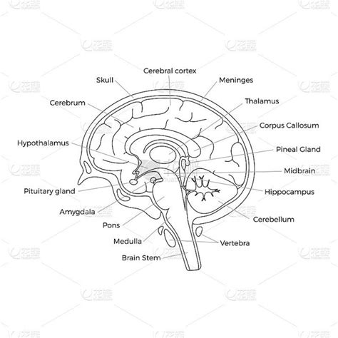 人脑 的图像结果