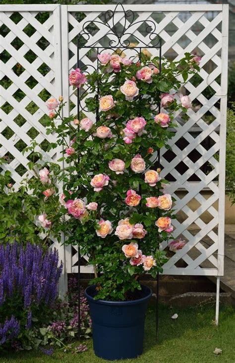 Ritz Farming® Imported climbing rose flower seeds | colored climbing ...