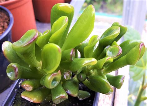 Plants Similar To Jade Plant at Clinton Spears blog