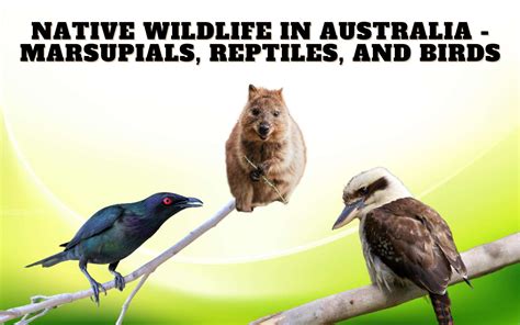 Native Australian Animals