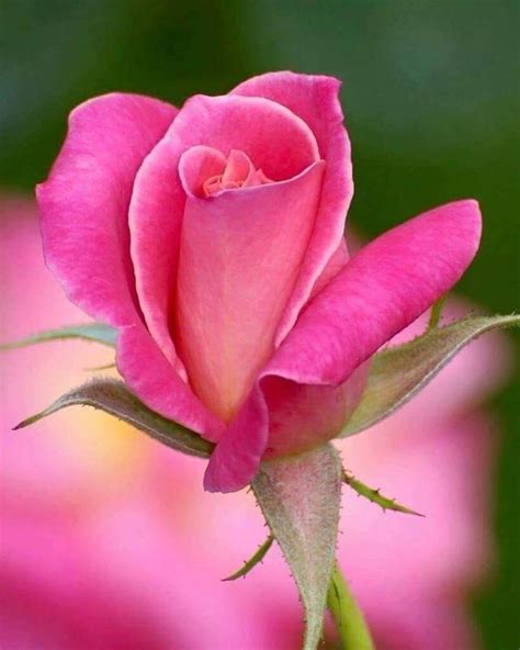 Image result for Flower Coding Steps Pattern in Scratch