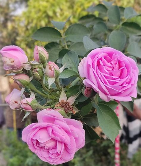 Chillatai Scented Rose - Baby Pink Paneer Rose Live Plant Garden - 2to3 ...