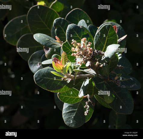 lemonade berry (Rhus integrifolia) Plantae Stock Photo - Alamy